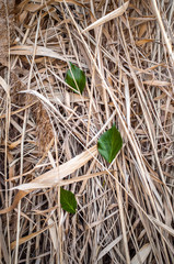 grass on white background