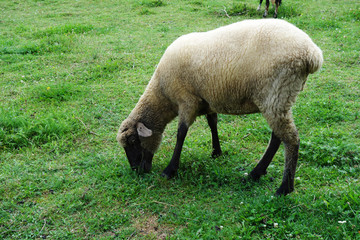 Grazin sheep on a green meadow
