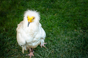 chicken on green grass