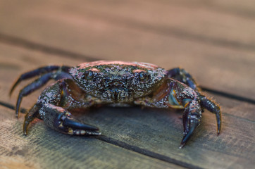 crab on land