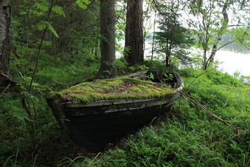 Boat in the forest