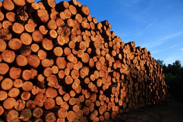 Freshly cut timber stacks.