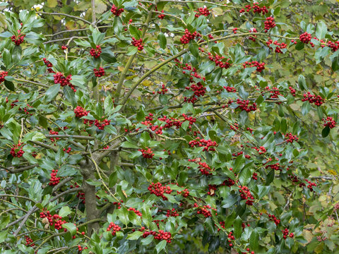 Branches et rameaux du houx (Ilex aquifolium) aux feuilles épineuses