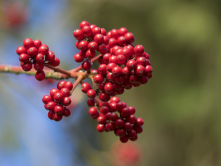 Baies rouge vif ou drupes de Houx (Ilex aquifolium)