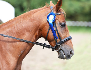 Unknown horse rider riding on equestrian event with the ribbons rosette of winners