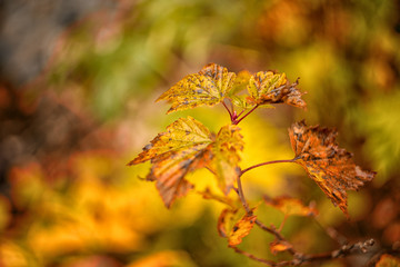 Currant leaves. Autumn