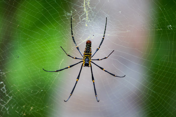 spider on web