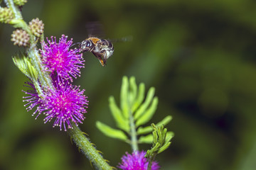 bee on flower