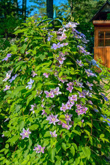 Blooming clematis bush with multicolor flowers.