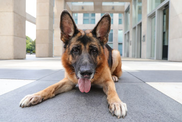 German Shepherd Dog is waiting