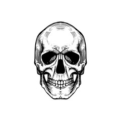 Vector illustration of skull in engraving style. Design concept. Halloween, Day of the Dead background.