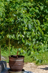 Potted coffee tree with green coffee beans growing on the branch.