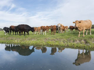 herd of cows and calves in green grassy meadow reflected in water of dutch canal near Houten and Utrecht