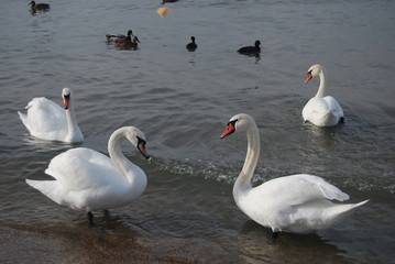 Swan near the sea