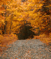 ON the way to Muskoka for the gold colours of Fall 