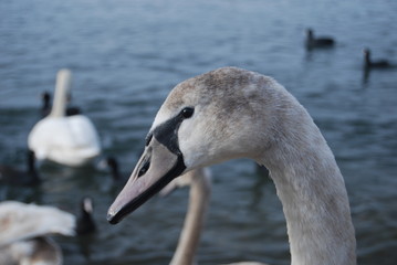 Swan near the sea