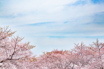満開の桜