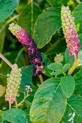 Unusual black and red phytolacca acinosa ripening edible fruits.