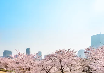 Crédence de cuisine en plexiglas Fleur de cerisier Fleurs de cerisier urbaines