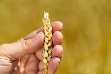 Human holds in his hand stalk of ripe wheat on the background of field in the summer. Agricultural wheat field. Close-up