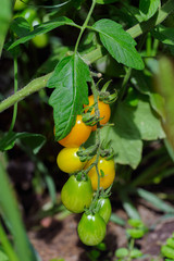 Close-up of homegrown tomatoes.