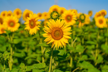 Fototapeta premium Sunflowers field on sky background. Agriculture, agronomy and farming concept.
