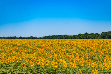 Summer field of sunflowers against the blue sky and clouds. Harvesting