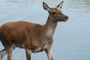 Female red deer crossing a stretch of water during the rutting season