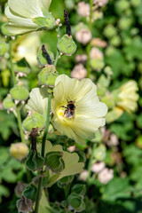 Obraz premium Honey bee collect nectar from the pale yellow flower of blooming Hollyhock (Alcea Rugosa).