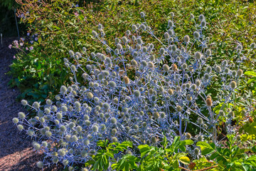 Honey bee collect nectar from the white flower of blooming Vine-leaved Kitaibelia (Kitaibelia vitifolia).