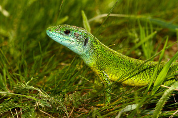 European Green lizard Lacerta viridis