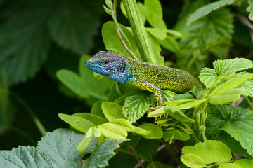Naklejka premium Male of European Green lizard Lacerta viridis with blue head