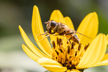 bee collecting nectar from plant