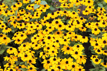 yellow daisies are amazing and shining