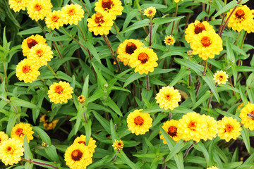  yellow shining carnations on a green flower bed