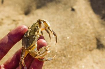 black sea crab on yellow sand background