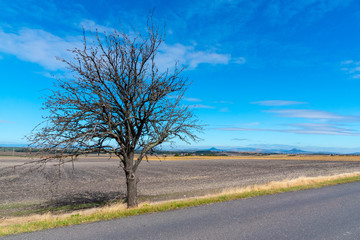 Fototapeta na wymiar Asphalt road in barren landscape with trees on sunny autumn day.