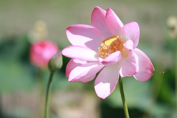 The delicate Lotus