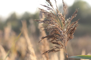 Fluffy dry branch on autumn field