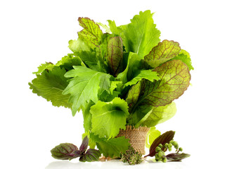 Junger Blattsalat mit Kräuter