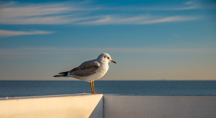 Closeup of seagull standing on a wooden fence in Sopot, Poland.