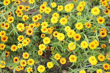 Obraz premium texture of beautiful yellow flowers