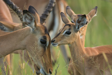 Impala female with baby. Moment of tenderness. Kruger National Pak, South Africa.