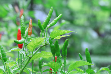 Red chilli in organic farm