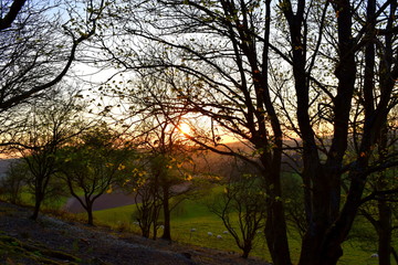 Fototapeta na wymiar Sunset through trees