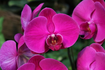 Obraz premium 蘭の花