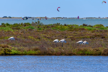 Beautiful flamingo group in the water in Delta del Ebro, Catalunya, Spain. Copy space for text.