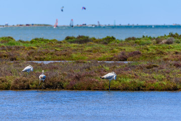 Beautiful flamingo group in the water in Delta del Ebro, Catalunya, Spain. Copy space for text.