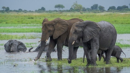 Group of elephants swimming in the river 