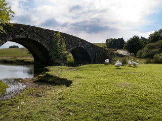 Fototapeta na wymiar old bridge over the river with geese
